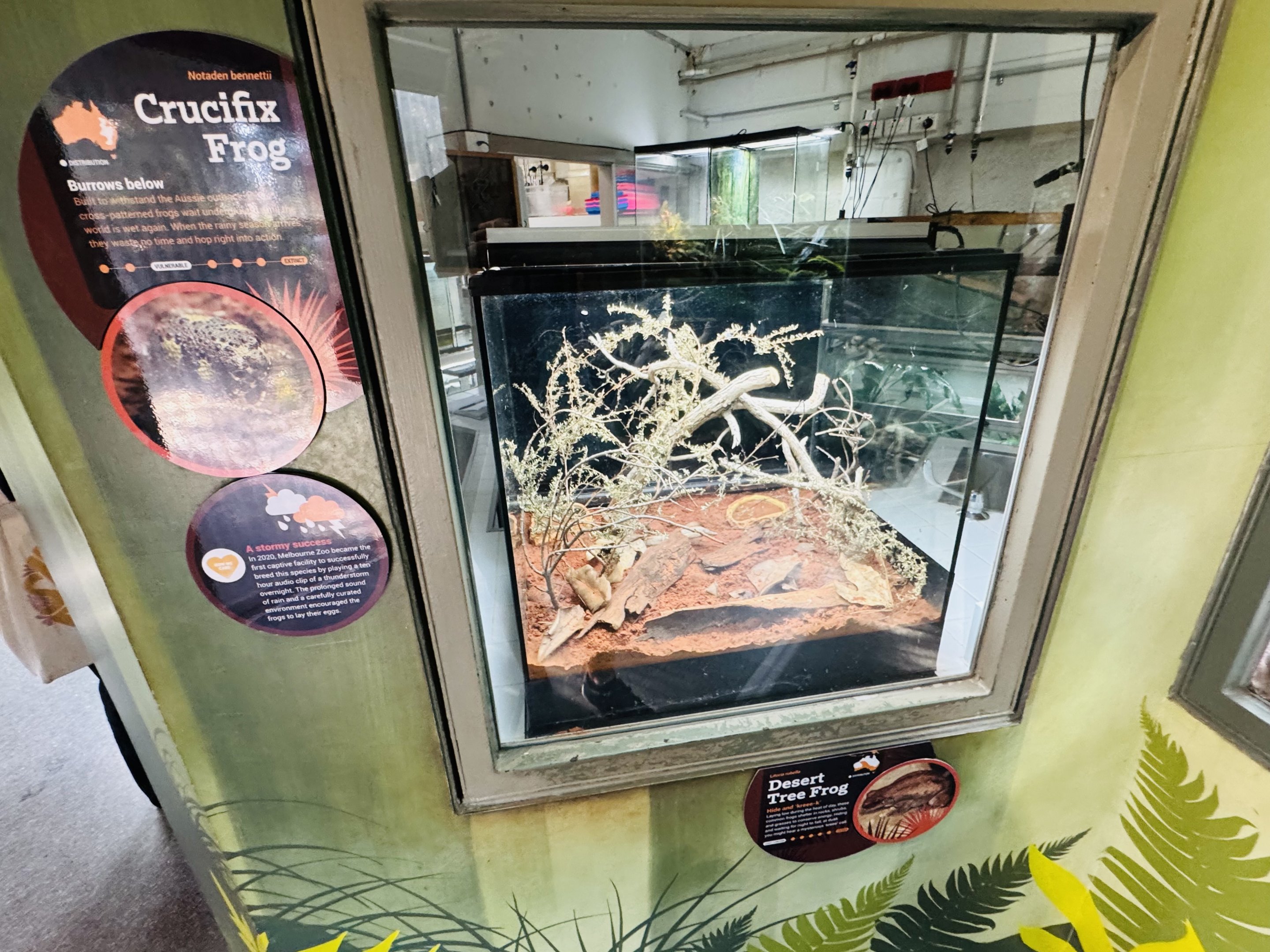 Crucifix Frog/Desert Tree Frog enclosure