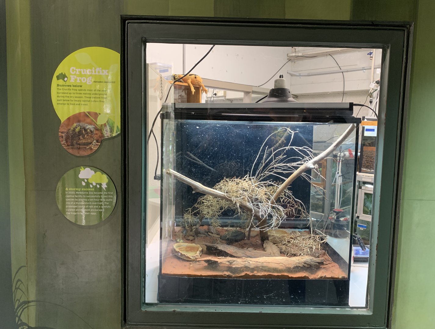 Crucifix Frog Enclosure