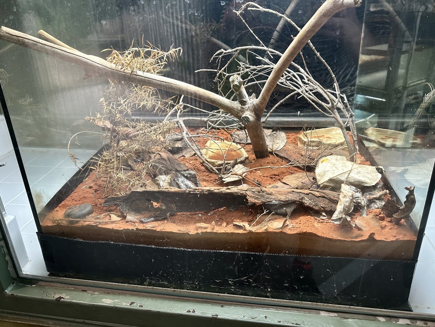 Crucifix Frog Exhibit