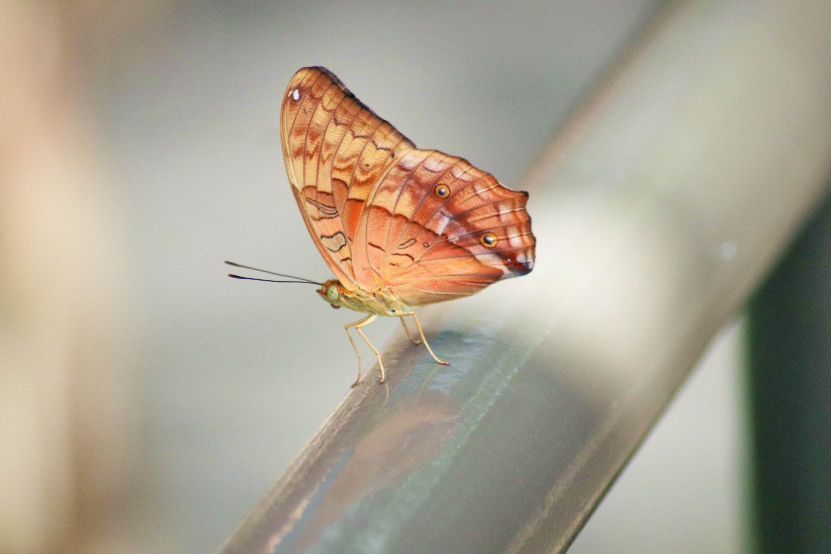 Cruiser (Vindula arsinoe)