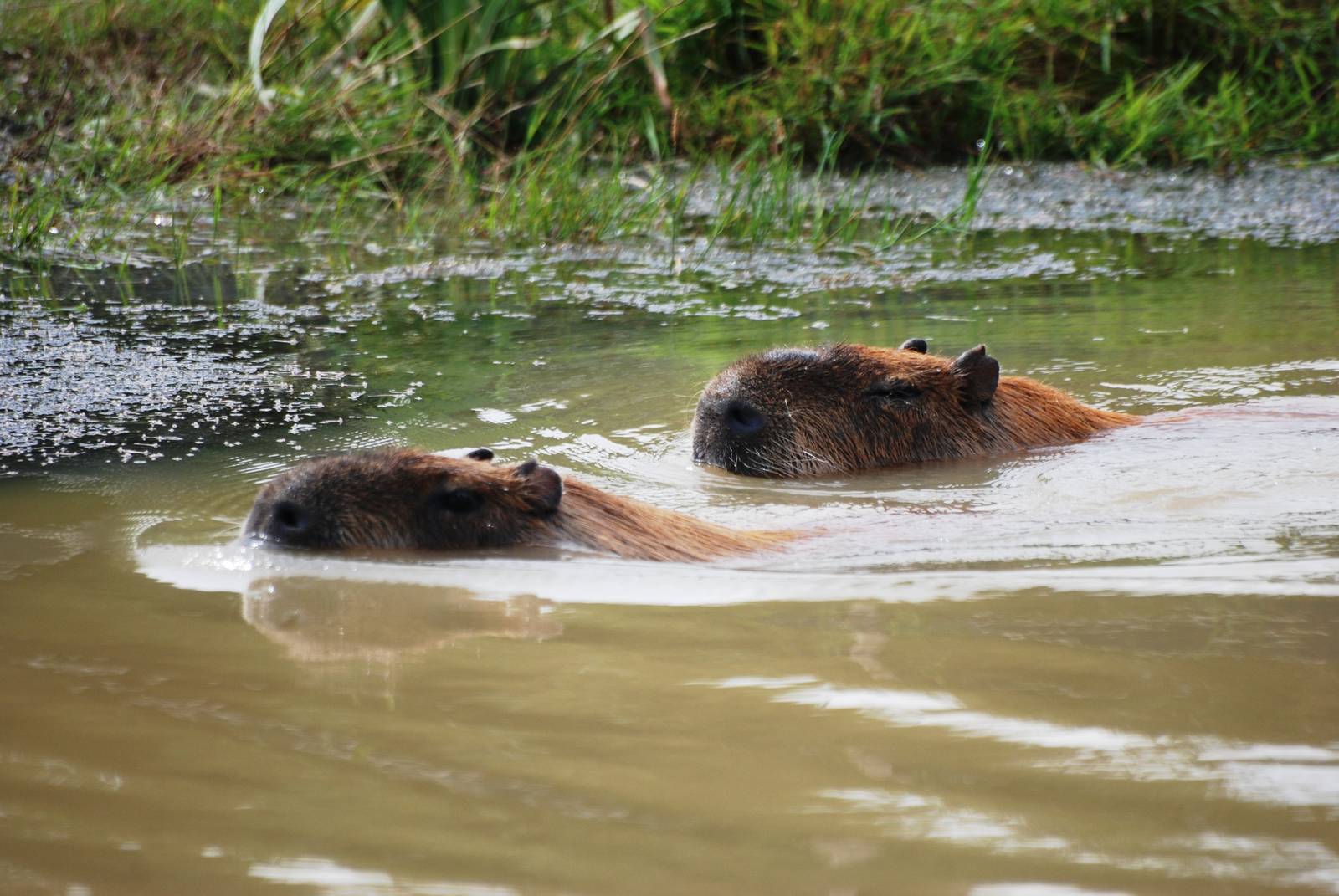 Cruising Capybaras at Yorkshire WP, 05/08/12