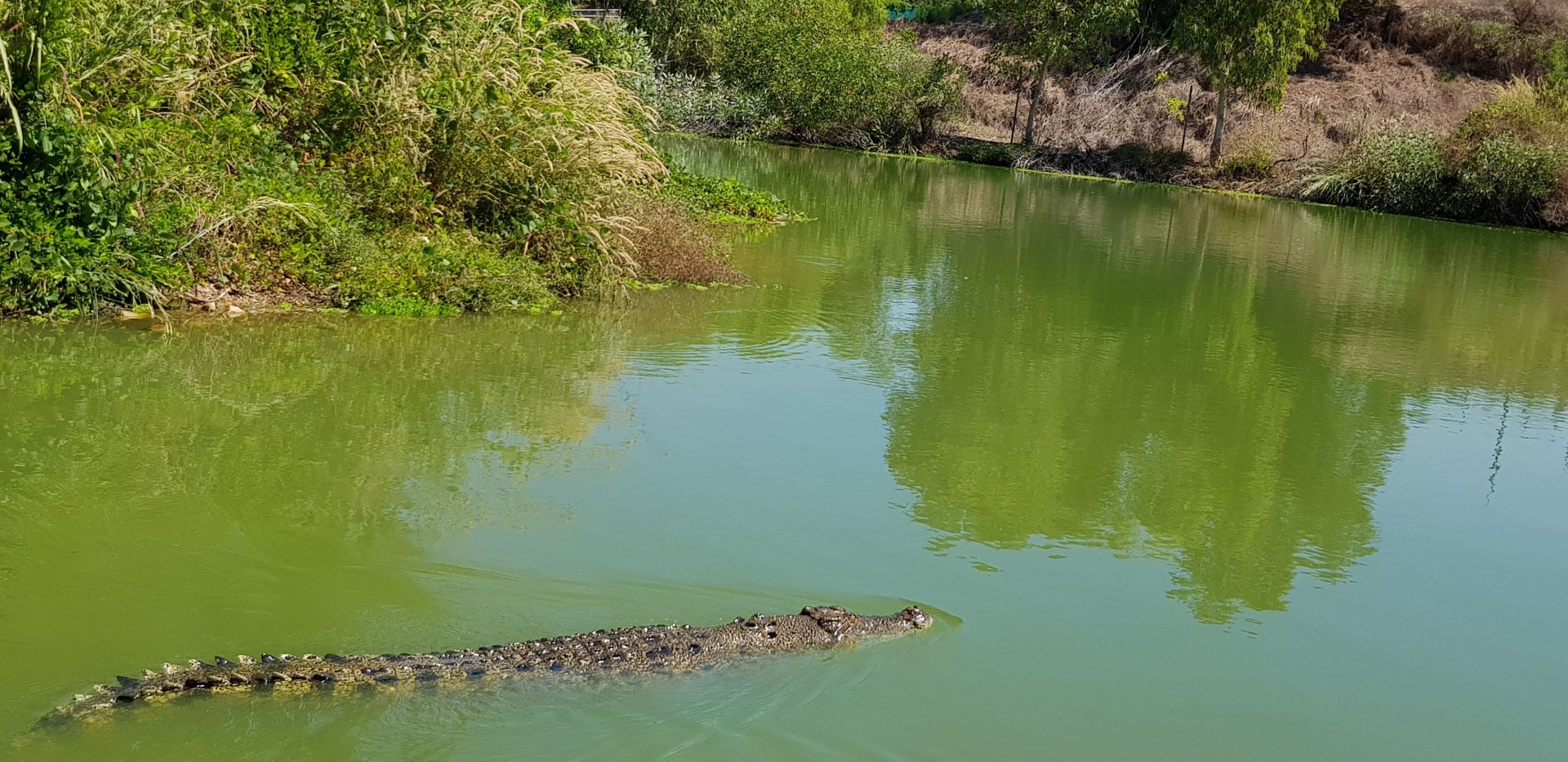 cruising croc on the river/lagoon