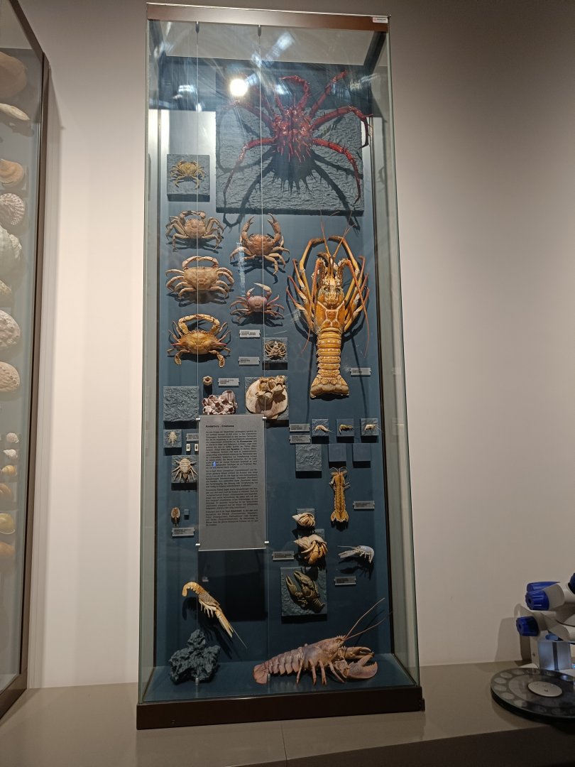 Crustacean cabinet - Magdeburg Museum