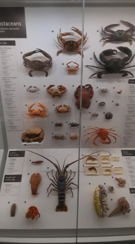 Crustacean Display - Queensland Museum