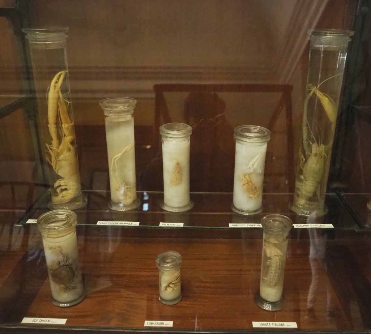 Crustacean specimens, 2021-10-20