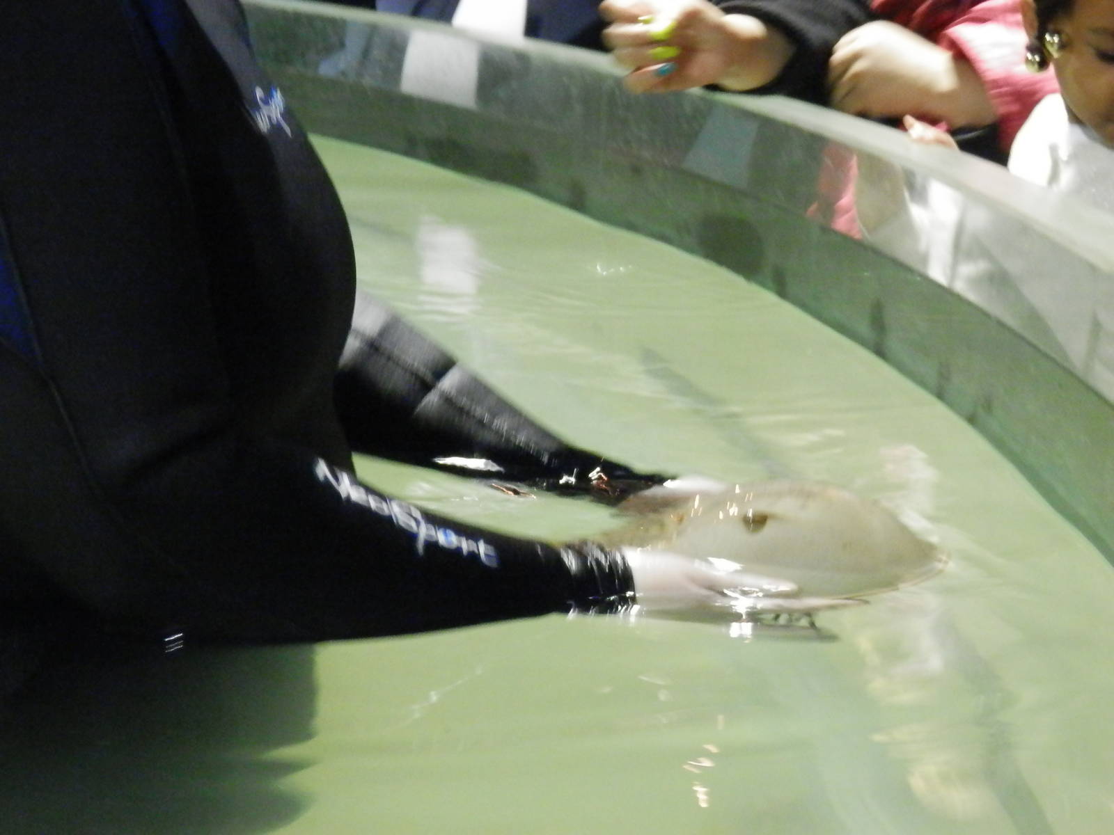 Crustacean Touch Tank & diver