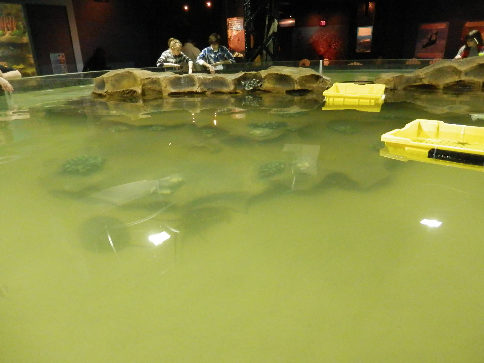 Crustacean Touch Tank