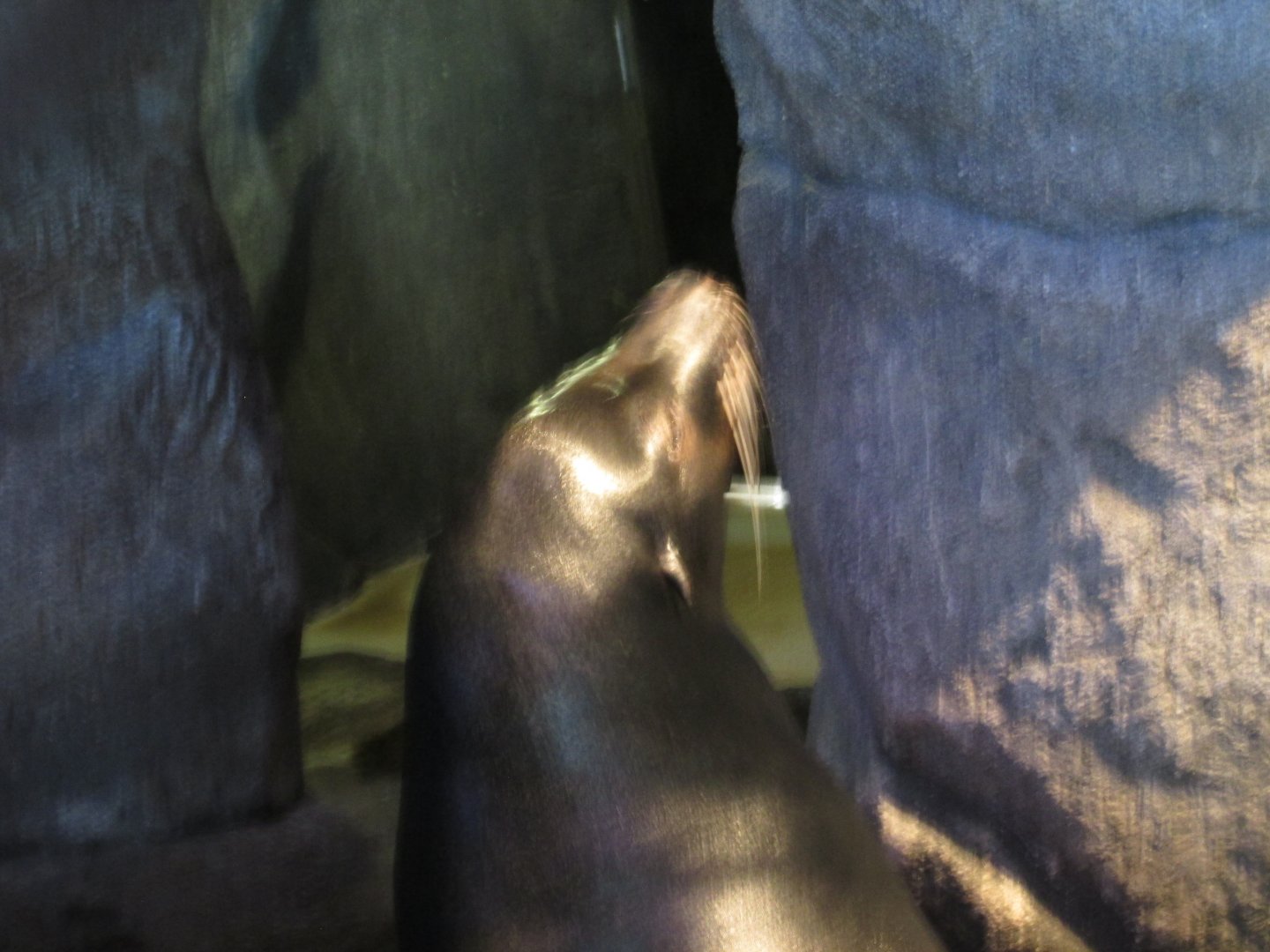 Cruz, blind california sea lion, january 2017