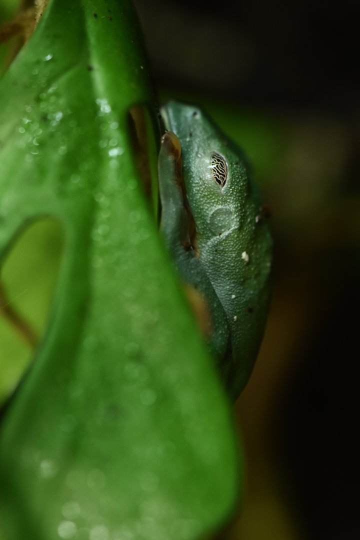 Cruziohyla calcarifer