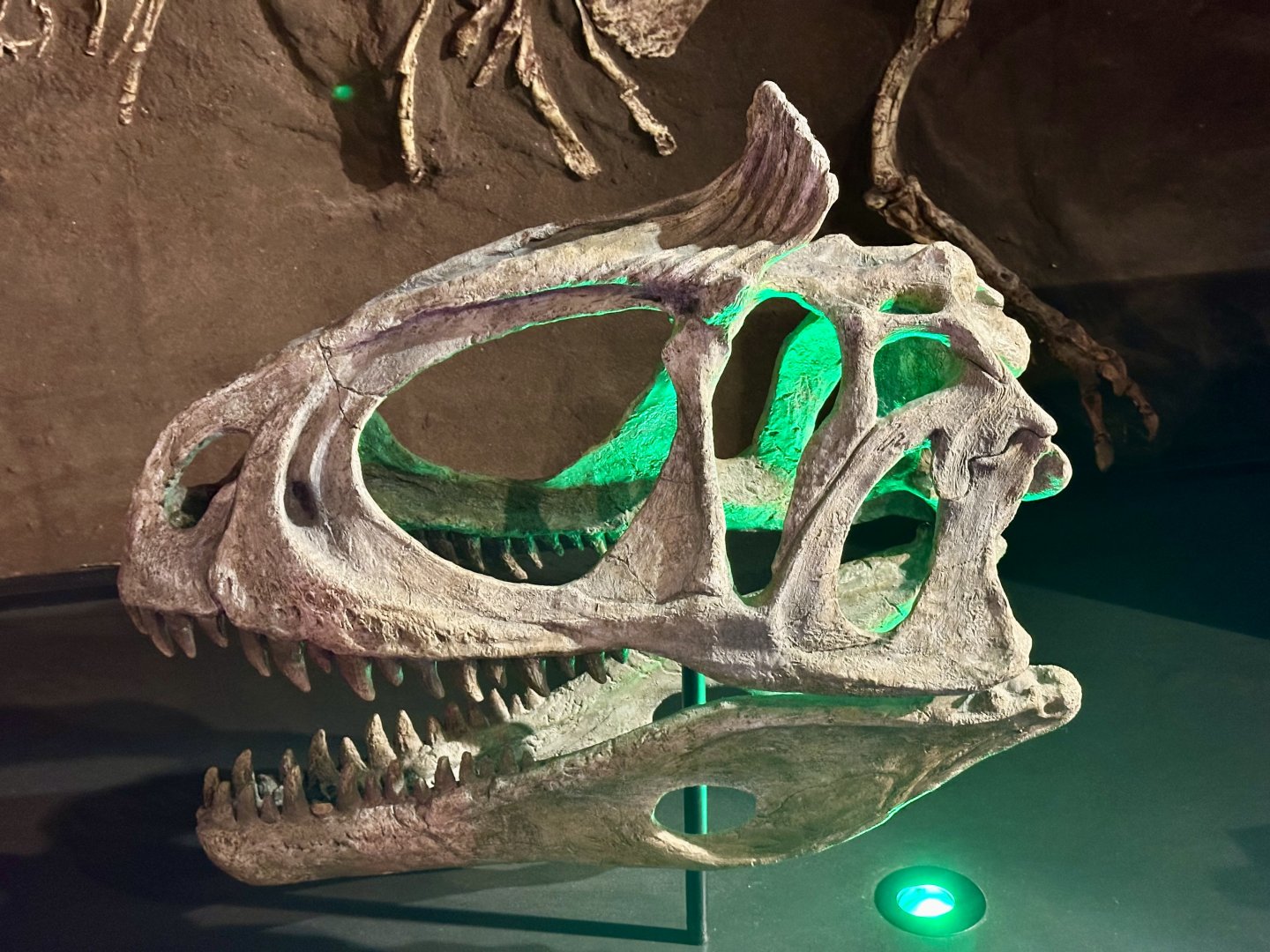 Cryolophosaurus ellioti (cast)