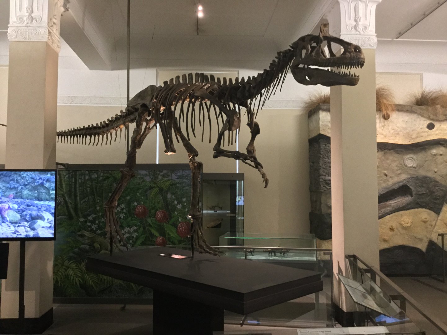 Cryolophosaurus ellioti (Skeleton)