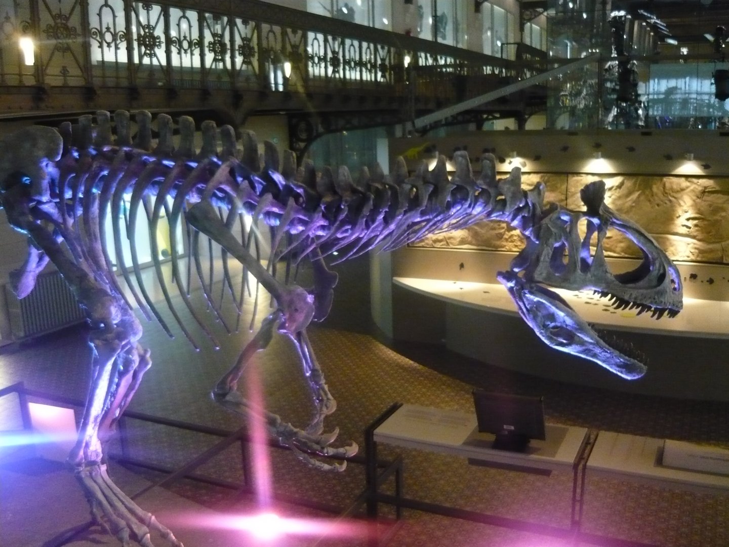 Cryolophosaurus skeleton (model)