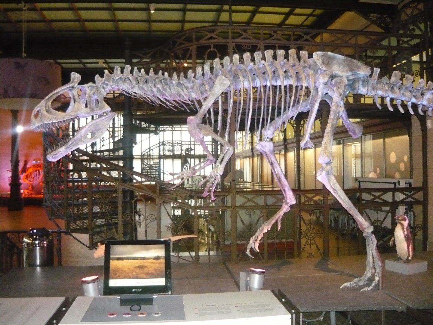 Cryolophosaurus skeleton model