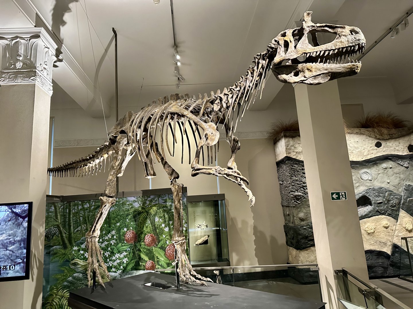 Cryolophosaurus (Skeleton)