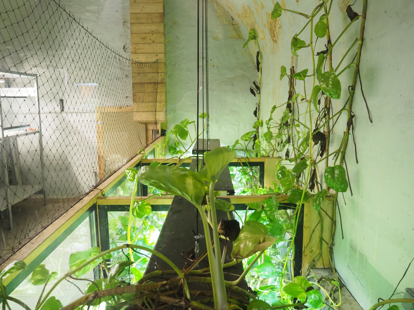 Crypt - Amphibian breeding room - Mountain chicken frog exhibits, 2022-09-15