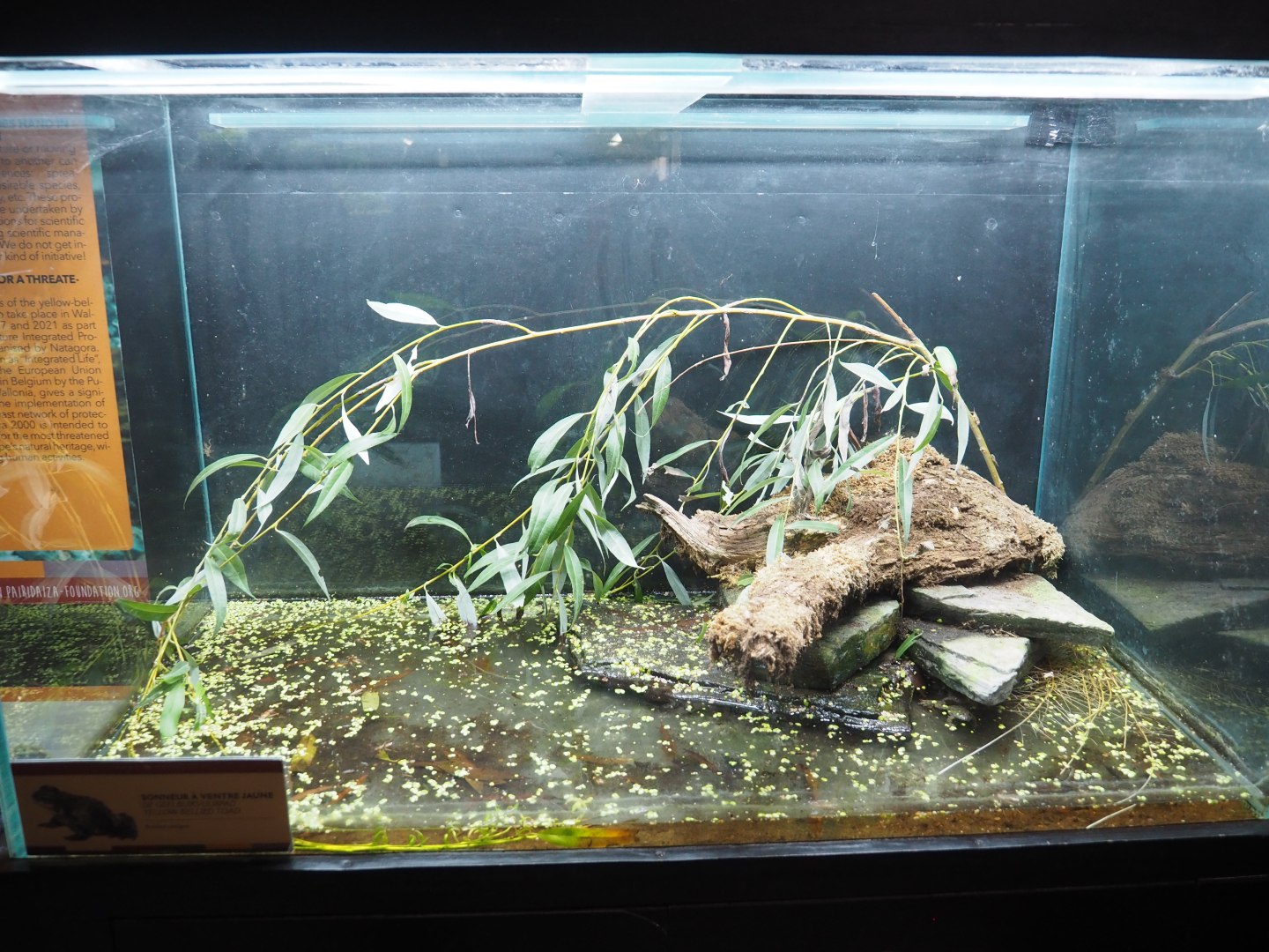 Crypt - Amphibian room - Yellow-bellied toad terrarium, 2022-09-15