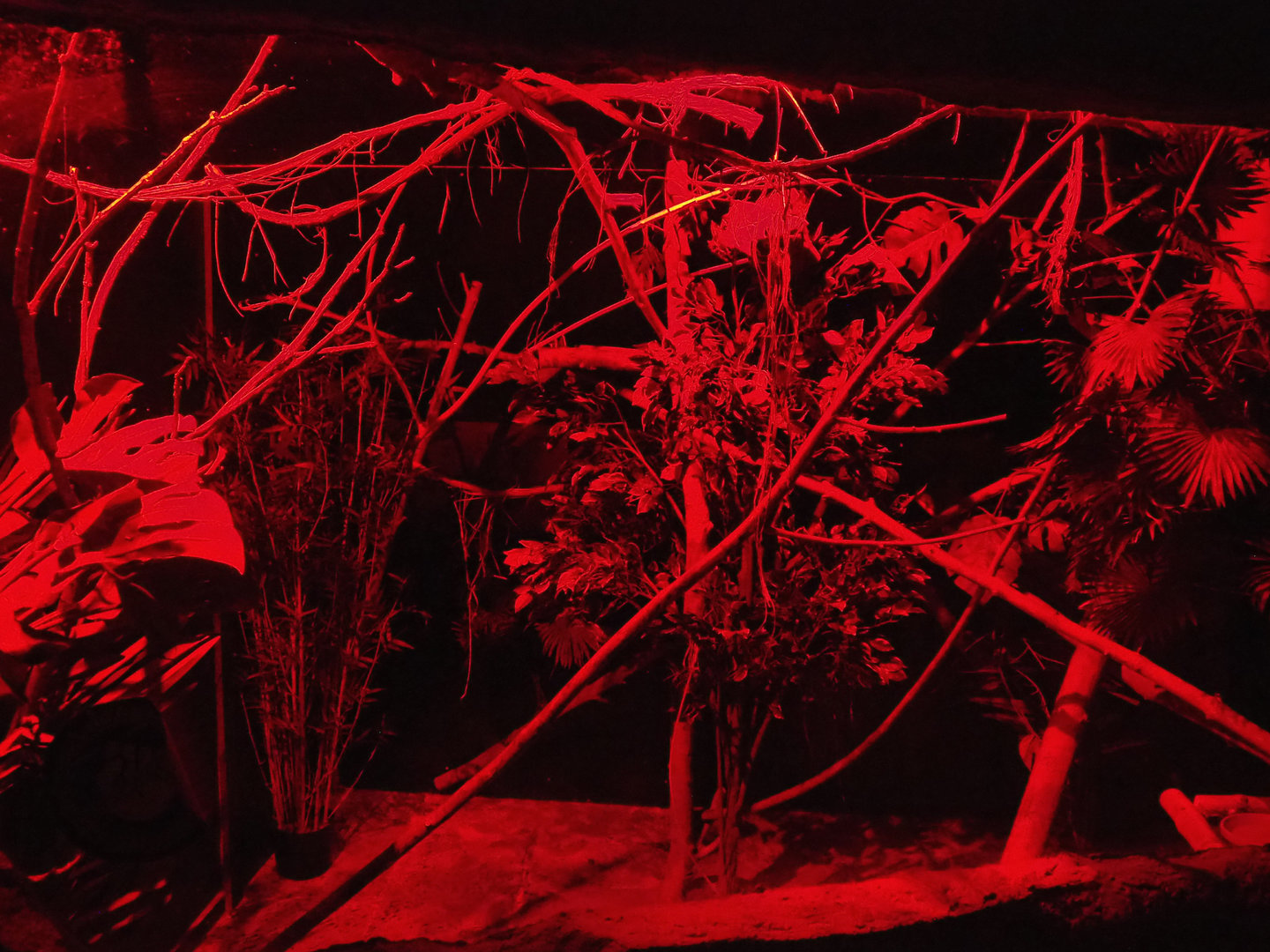 Crypt - First Grey mouse lemur exhibit, 2022-09-15