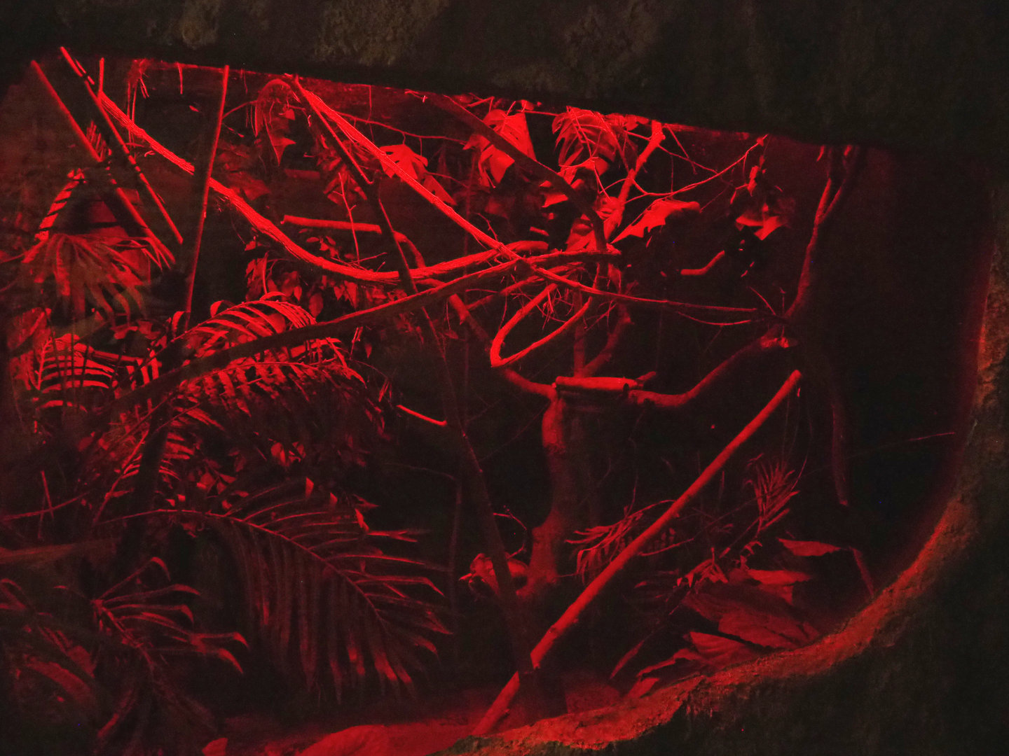 Crypt - Second Grey mouse lemur exhibit, 2022-09-15