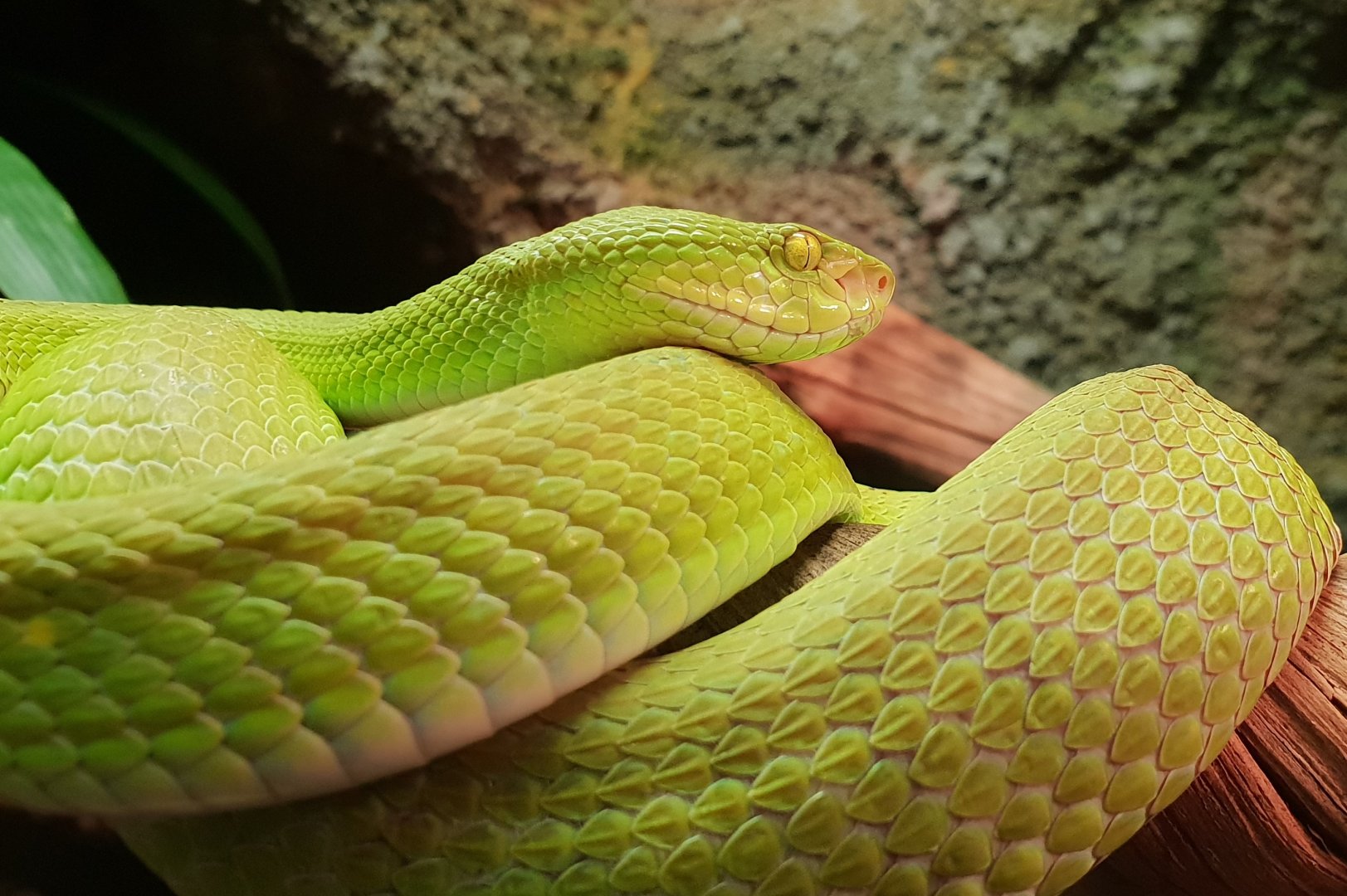 Cryptelytrops albolabis