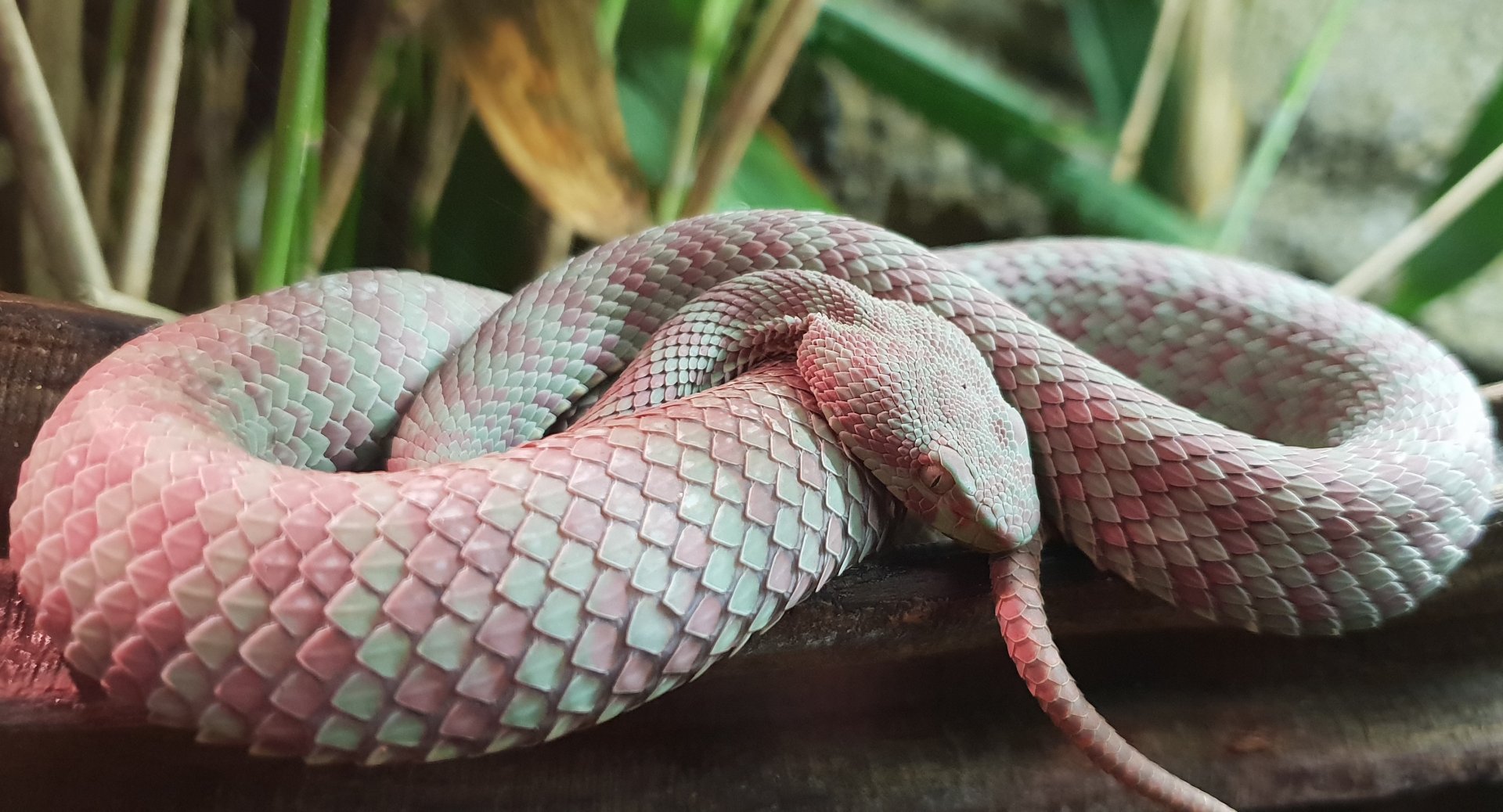 Cryptelytrops venustus