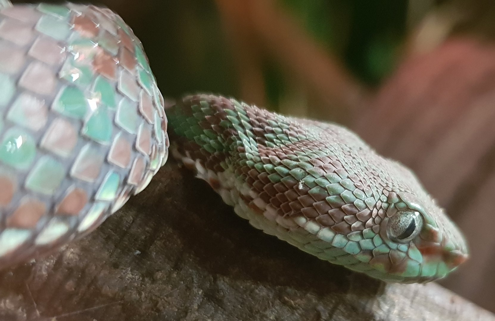 Cryptelytrops venustus