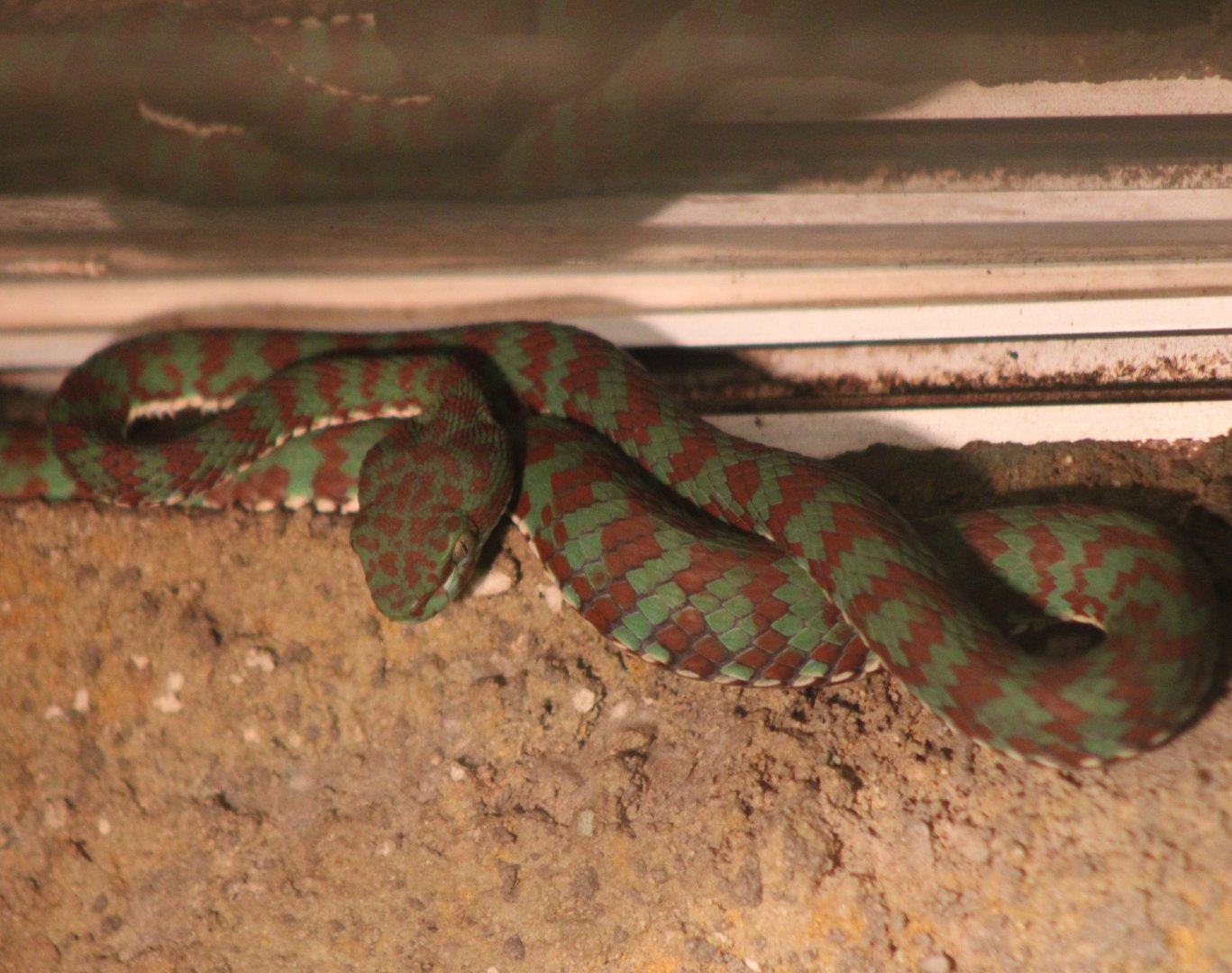 Cryptelytrops venustus