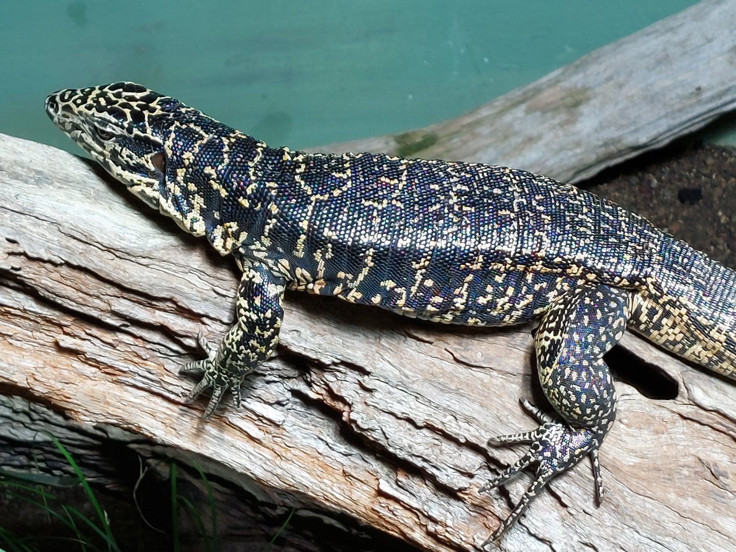 Cryptic golden tegu
