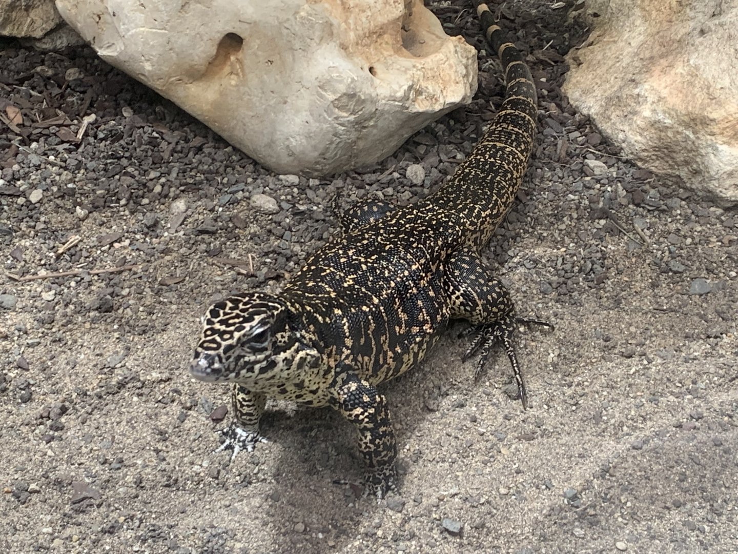 Cryptic golden tegu