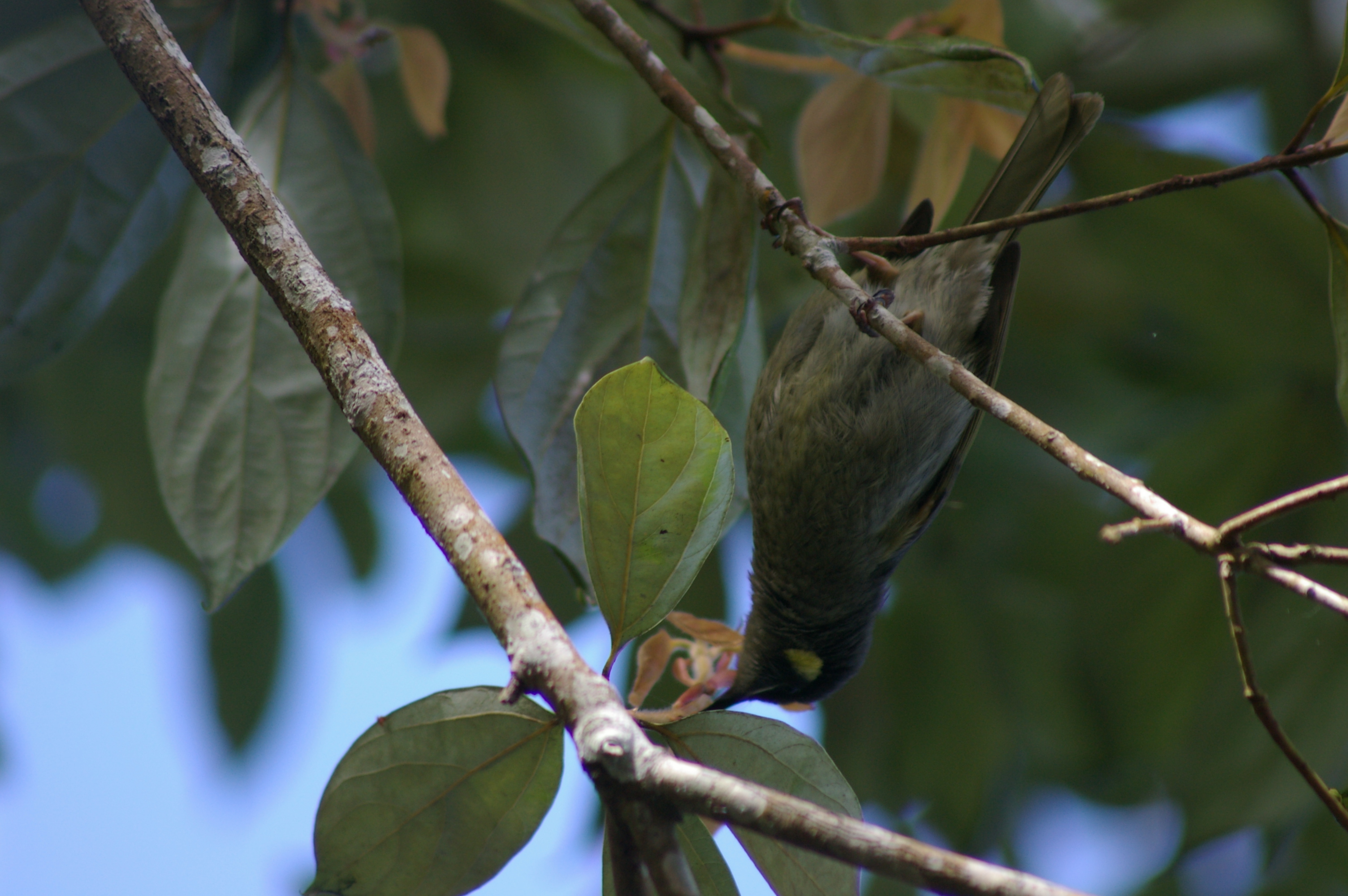 Cryptic Honeyeater (Microptilotis imitatrix)