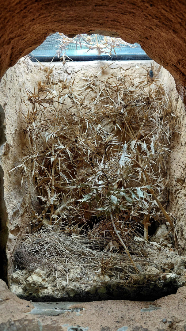 Cryptic mantis exhibit