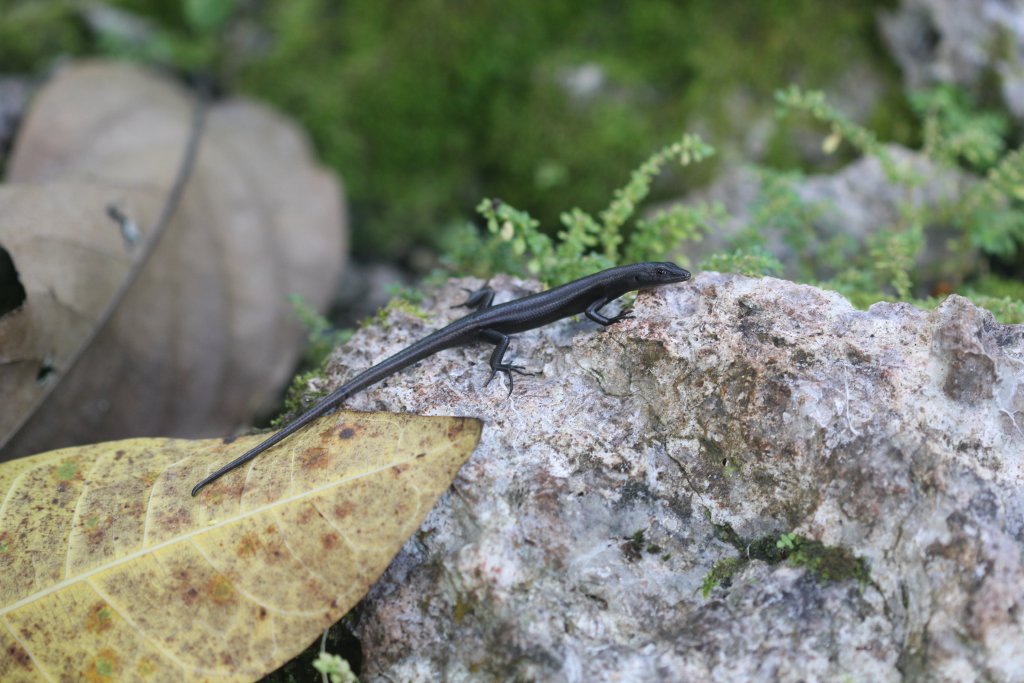 Cryptoblepharus spp.