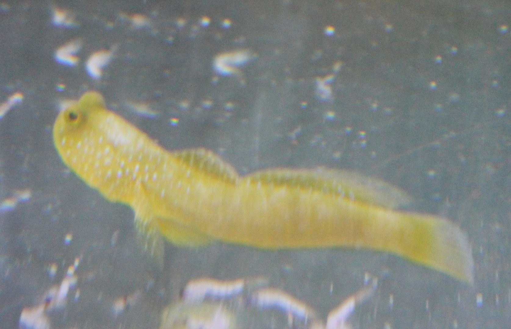 Cryptocentrus Cinctus