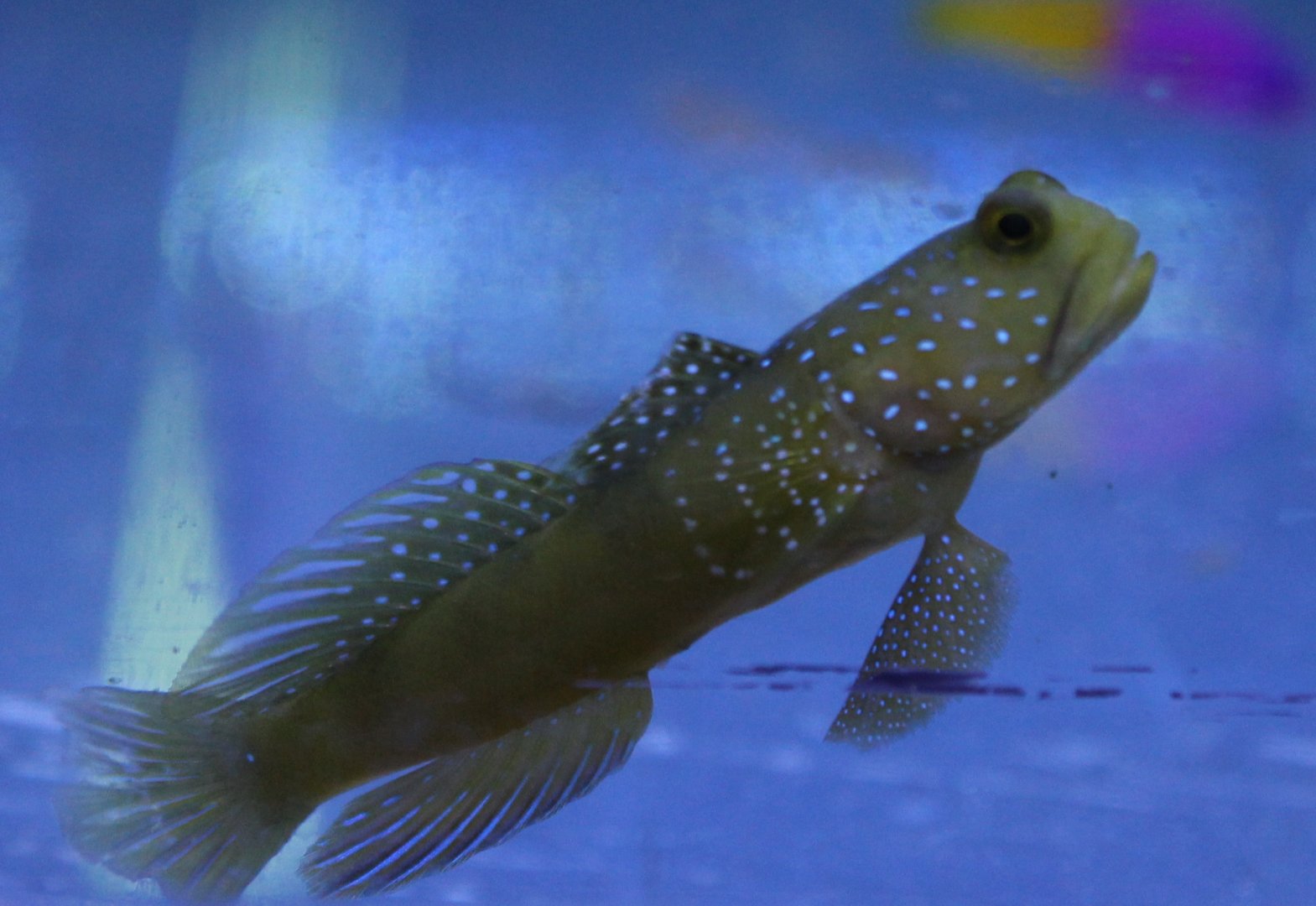 Cryptocentrus cinctus