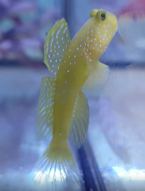 Cryptocentrus cinctus