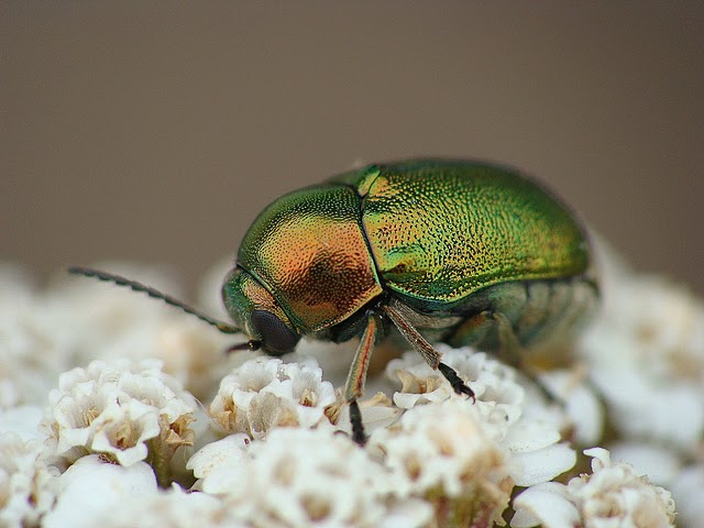 Cryptocephalus sp.