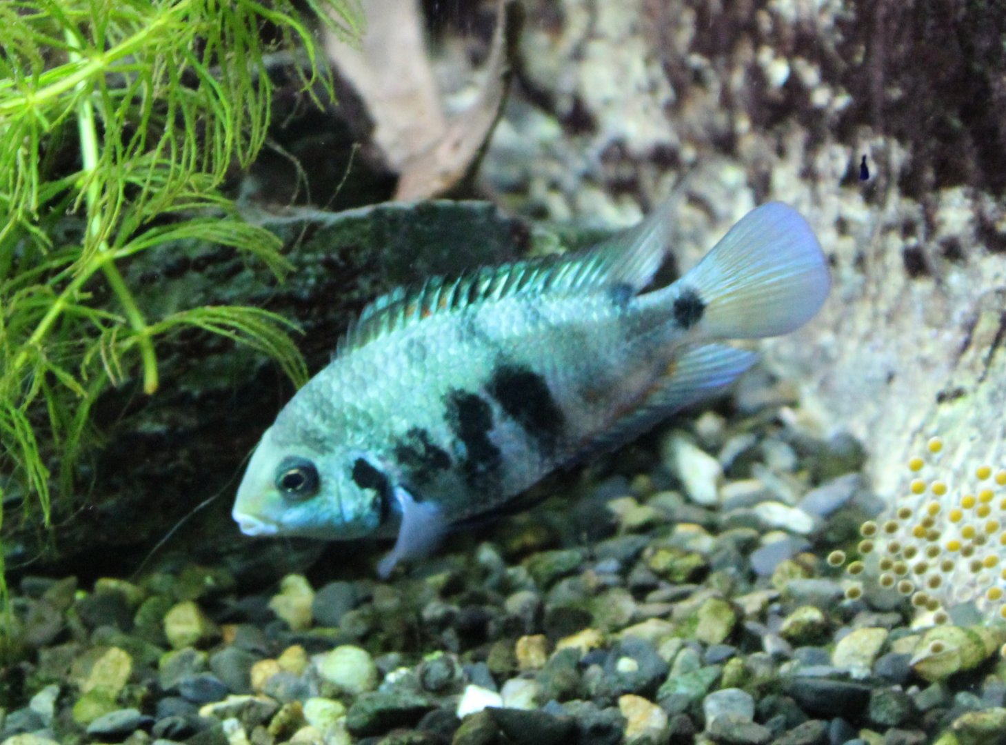 Cryptoheros species 'Honduras'