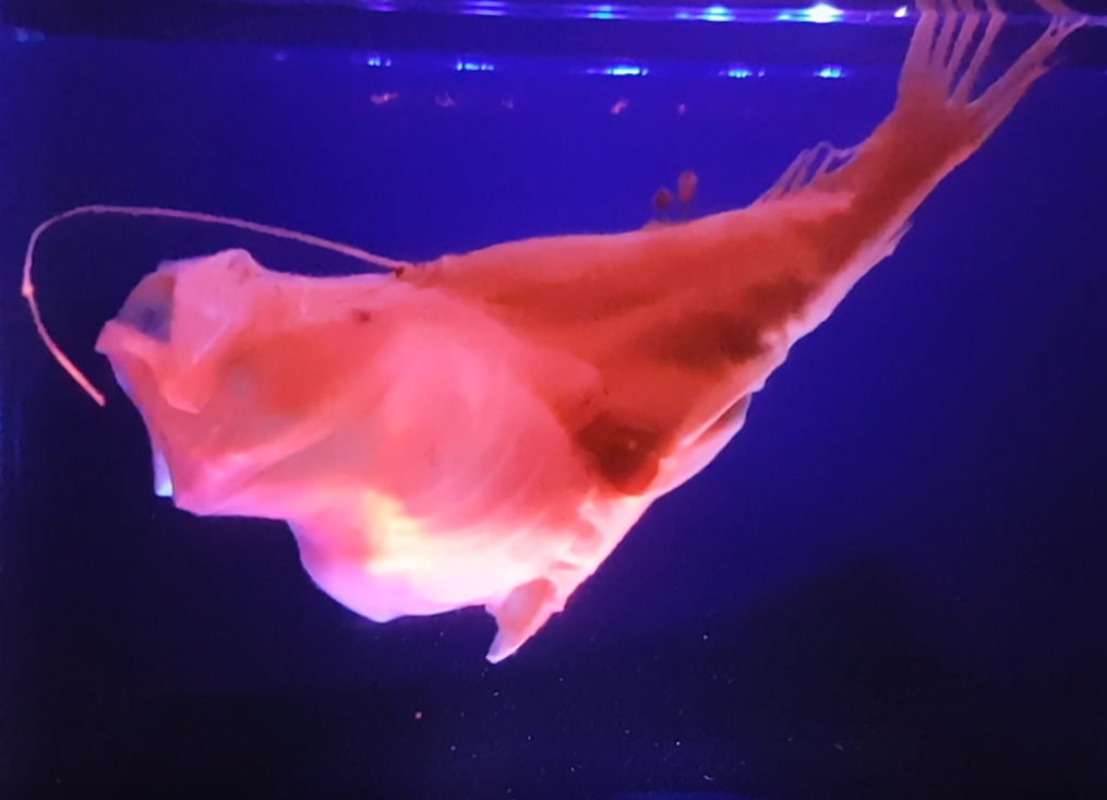 Cryptopsaras couesii