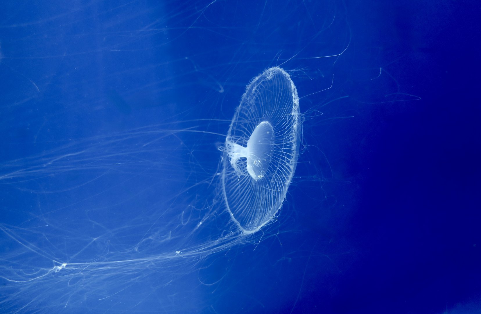 Crystal Jelly (Aequorea coerulescens) - Xpark