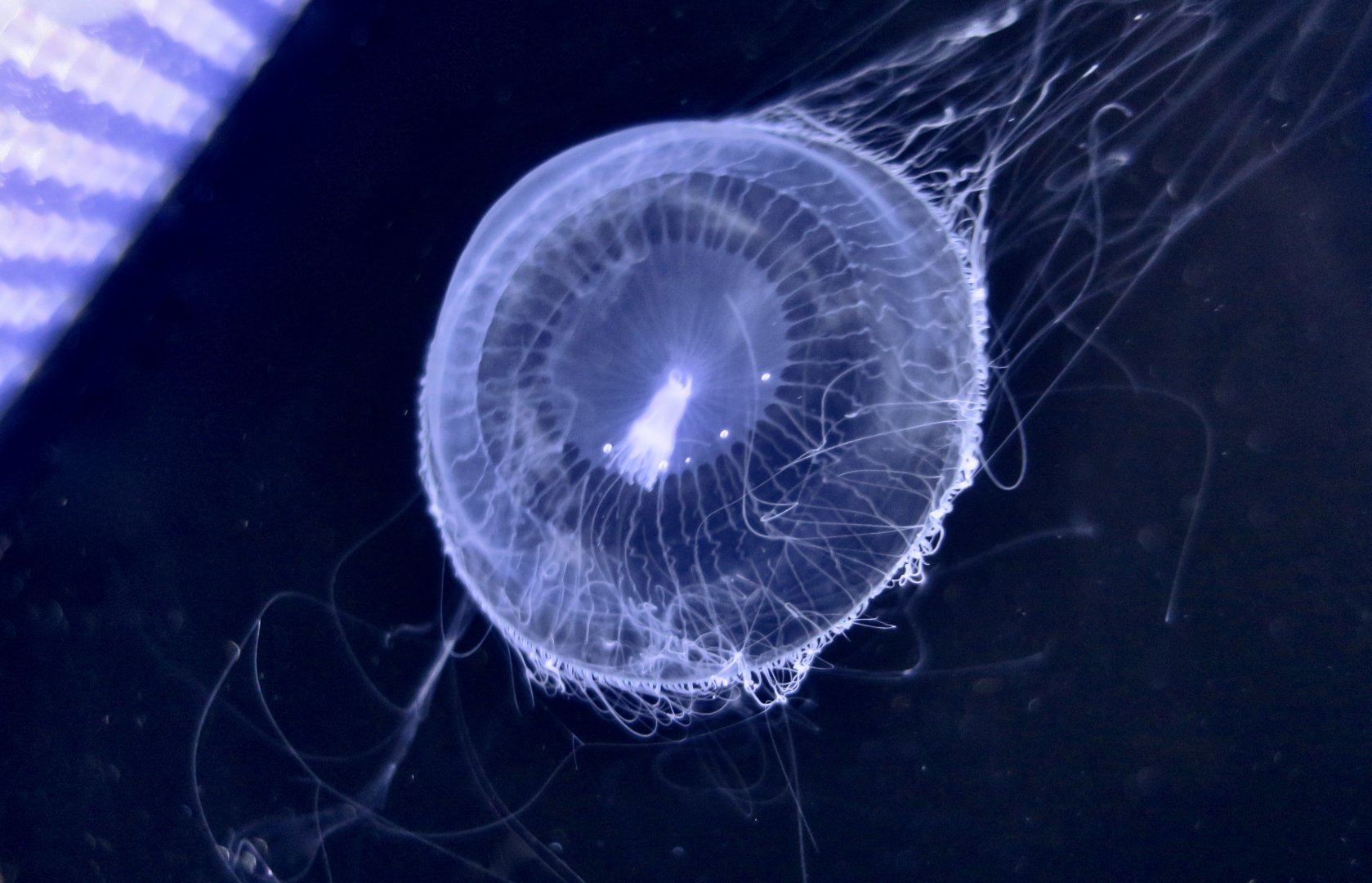 Crystal Jelly (Aequorea coerulescens)