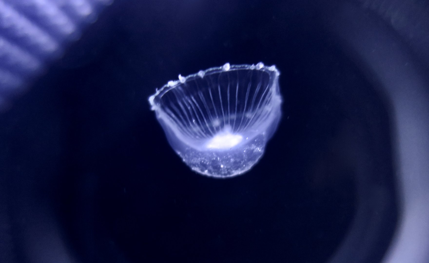 Crystal Jelly (Aequorea macrodactyla)