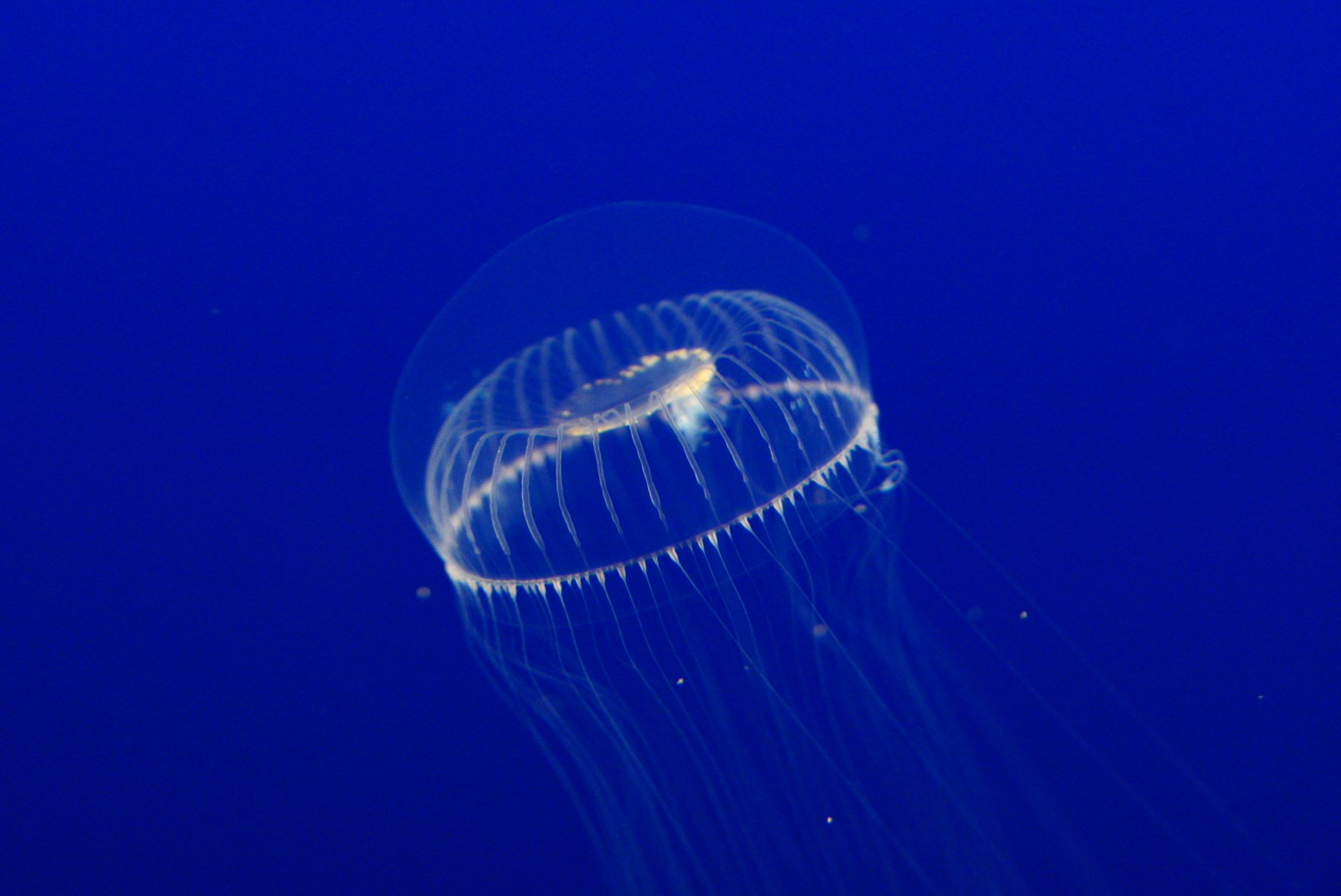 Crystal Jelly (Aequorea victoria)