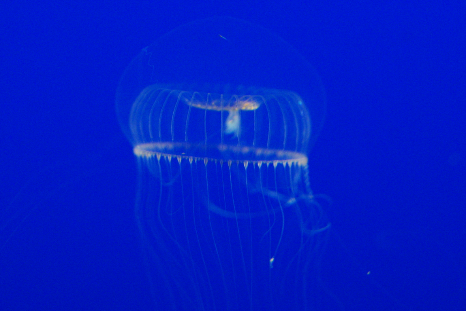 Crystal Jelly (Aequorea victoria)