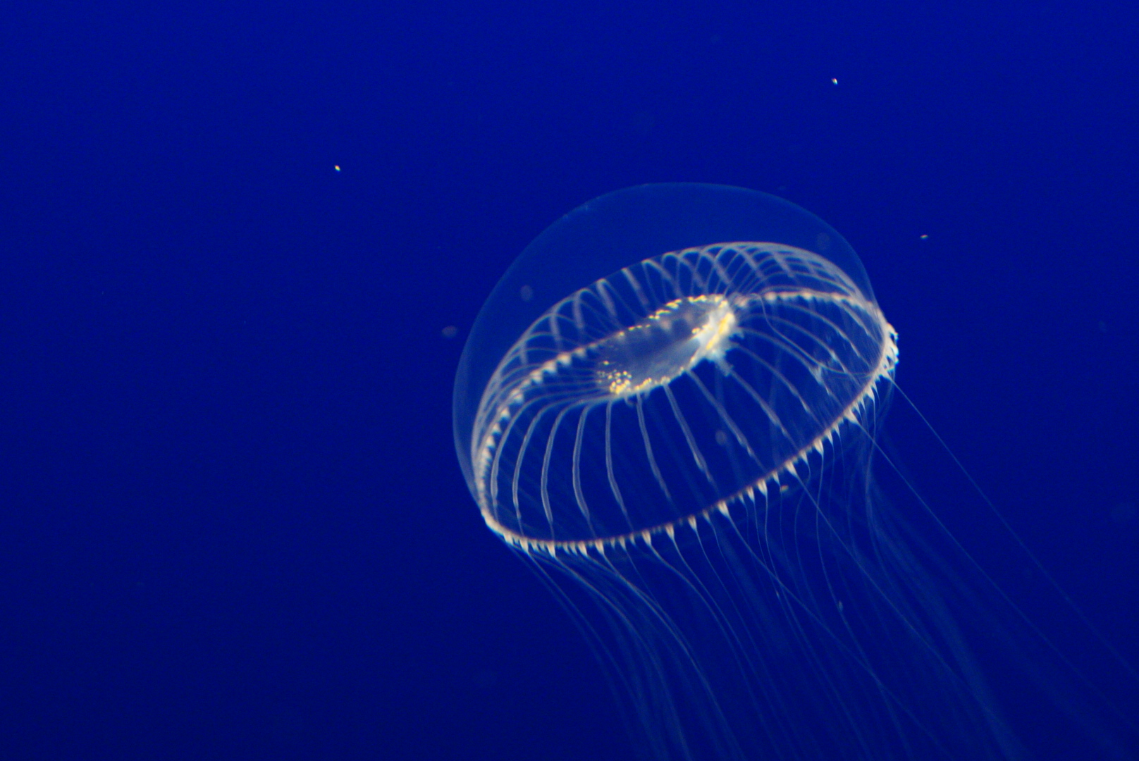 Crystal Jelly (Aequorea victoria)