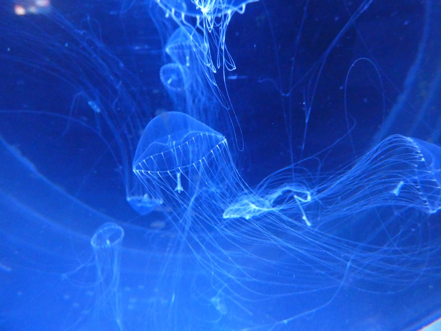 Crystal jellyfish - Svět Medúz