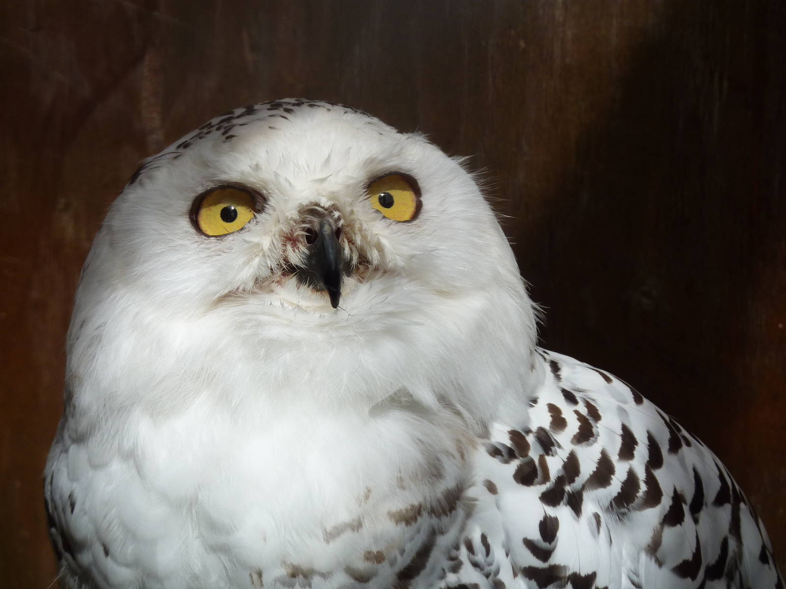 Crystal the snowy owl