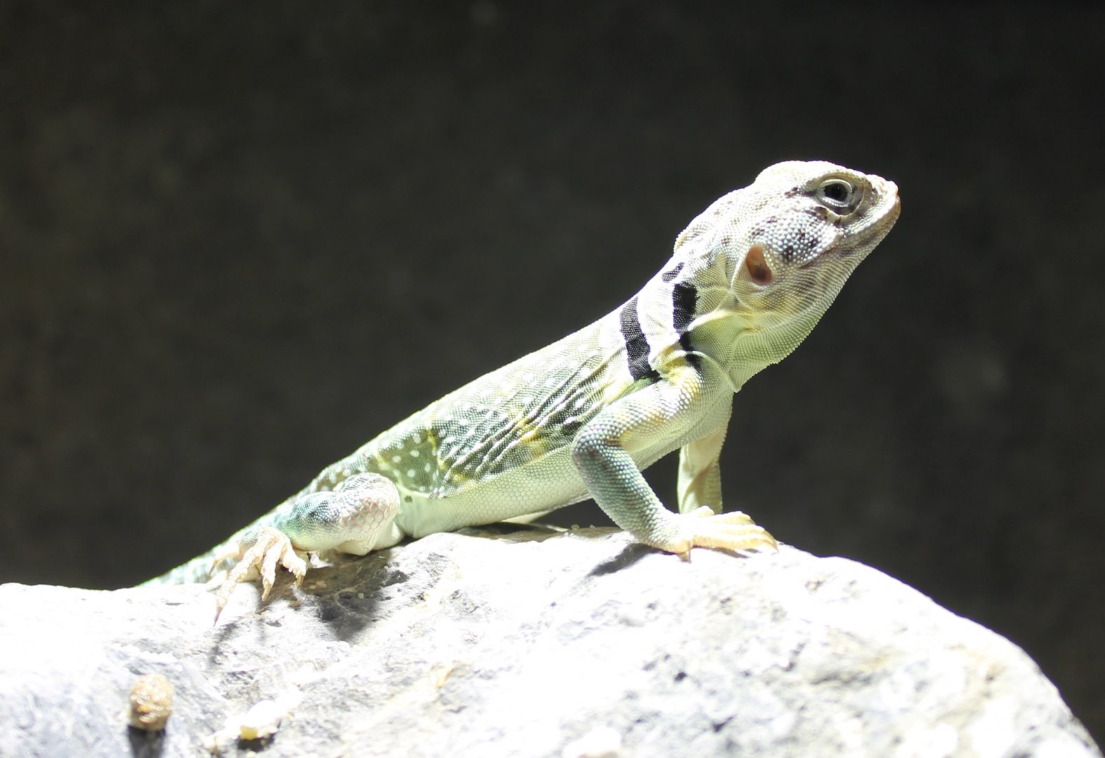 Crytaphytus collaris