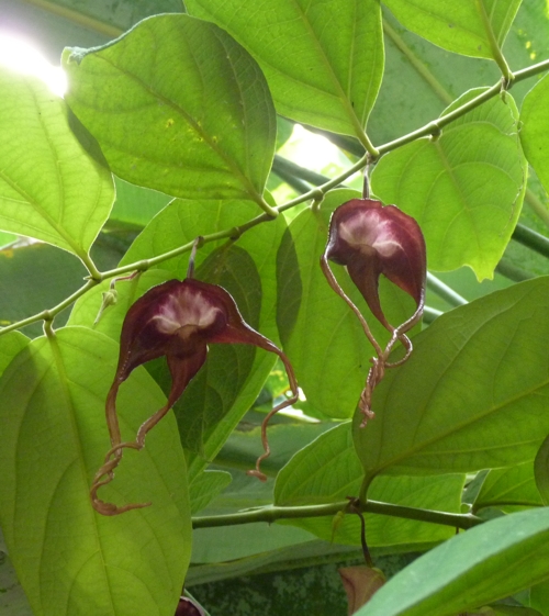 Crytically endangered Aristolochia tricaudata
