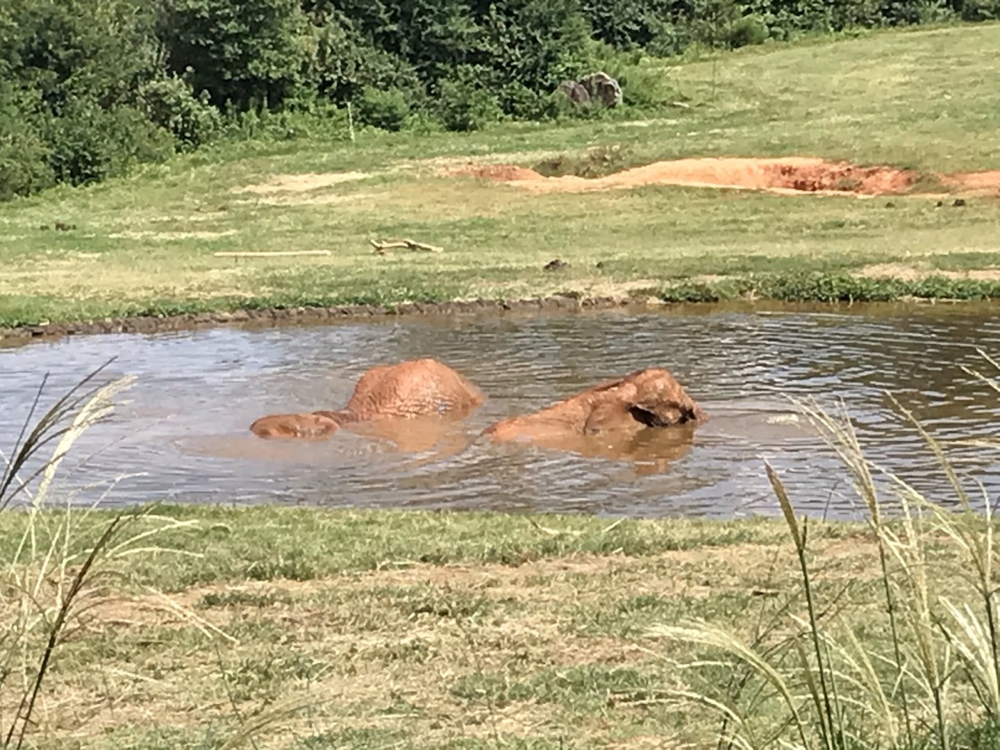 C'sar and Batir in the Water