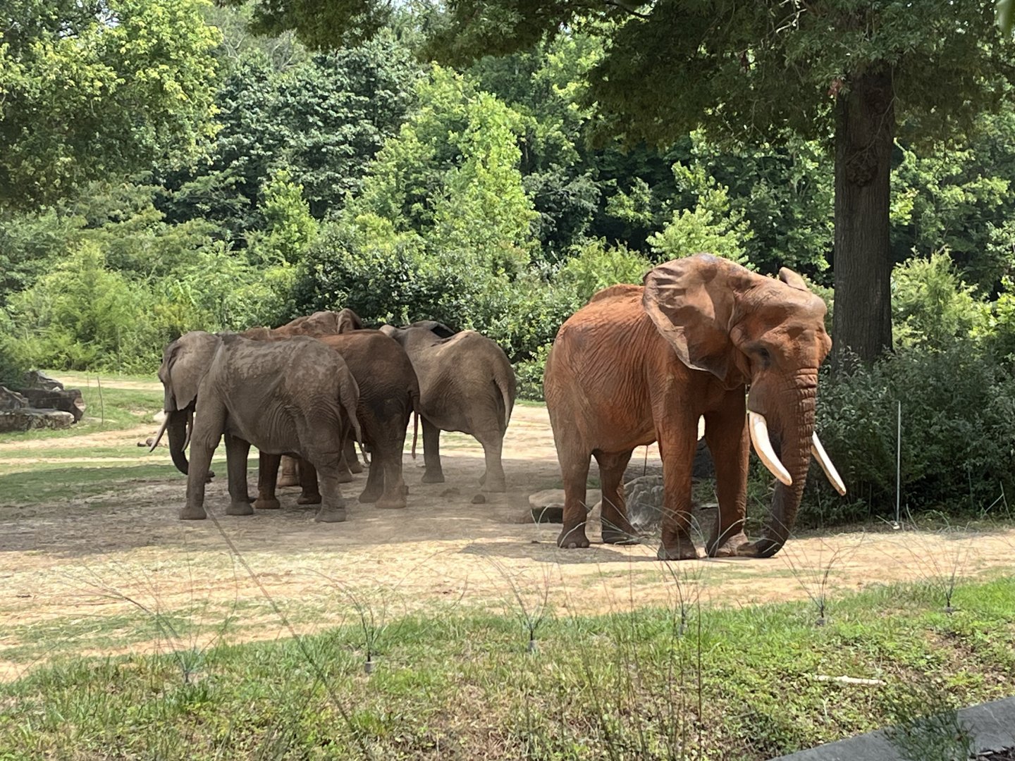 C’Sar and the Female Elephants