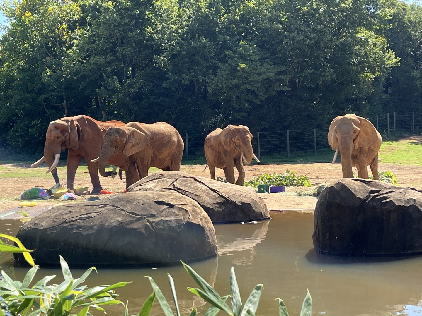 C’Sar and the Females